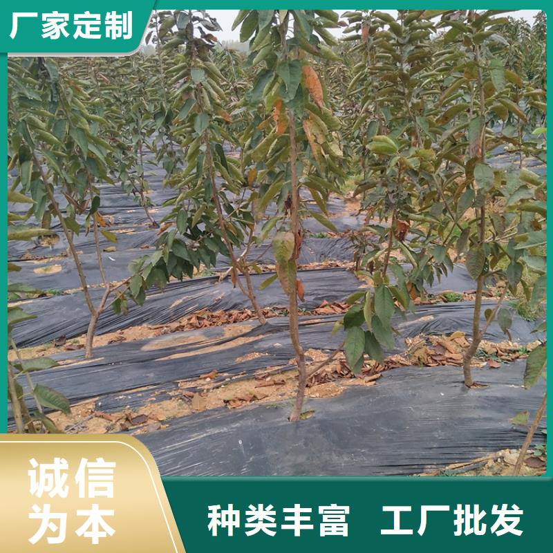 大樱桃苗适合种植地区