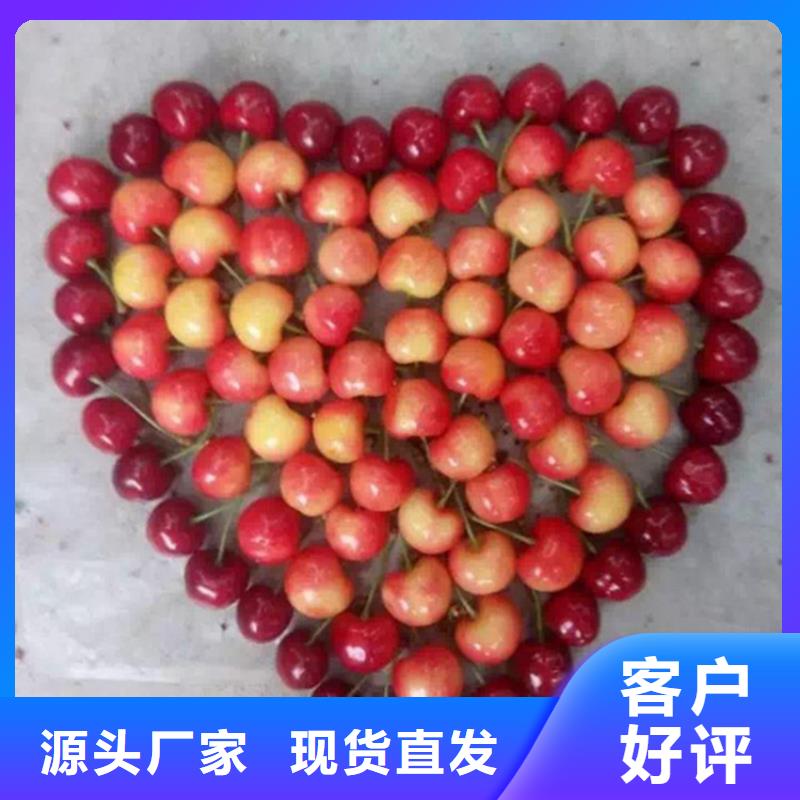 矮化车厘子树苗供应