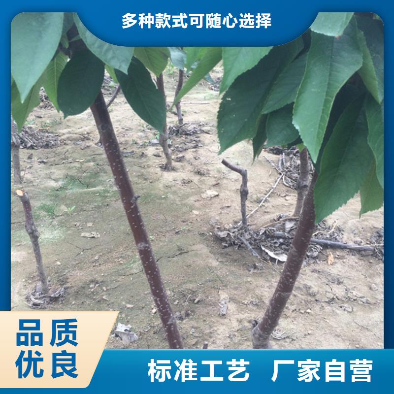 大樱桃树苗怎么卖批发零售