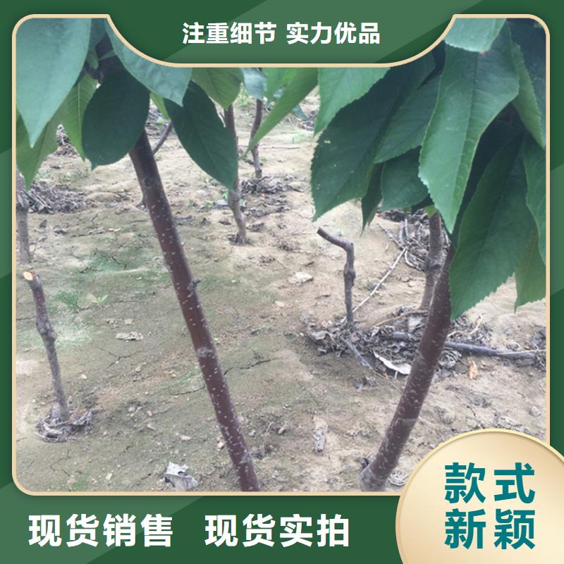 车厘子种植管理技术