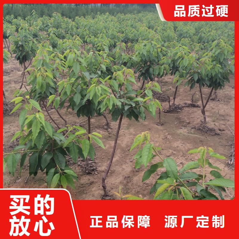 大樱桃树苗育苗基地