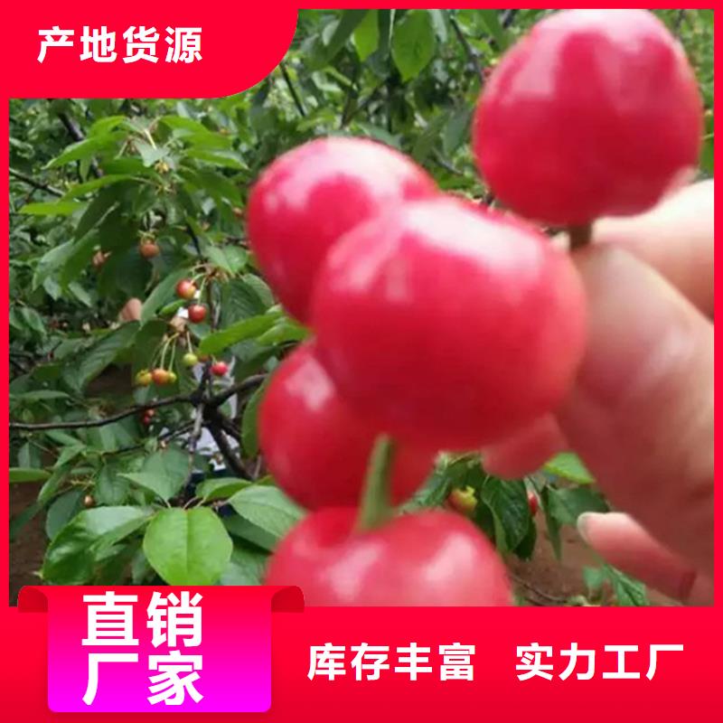 矮化车厘子树苗采摘园