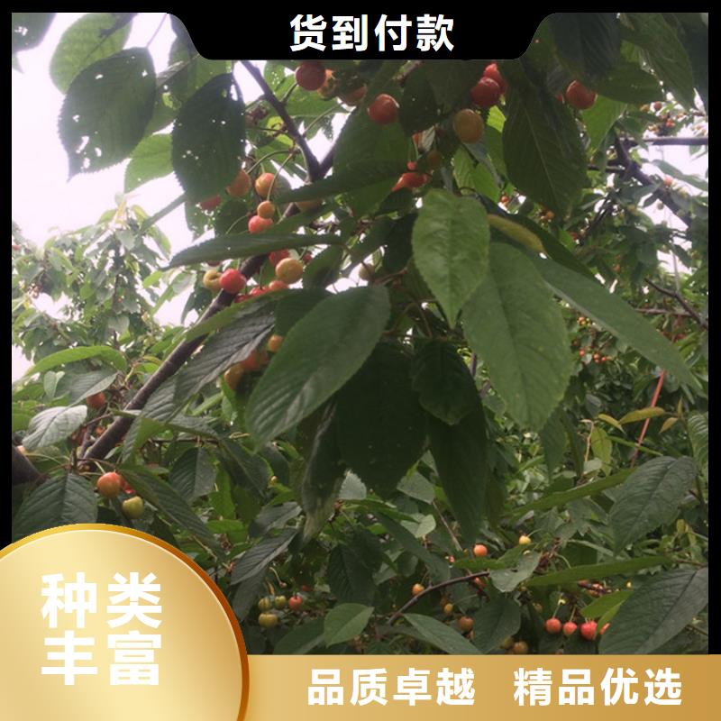 樱桃-苹果苗厂家直销货源充足