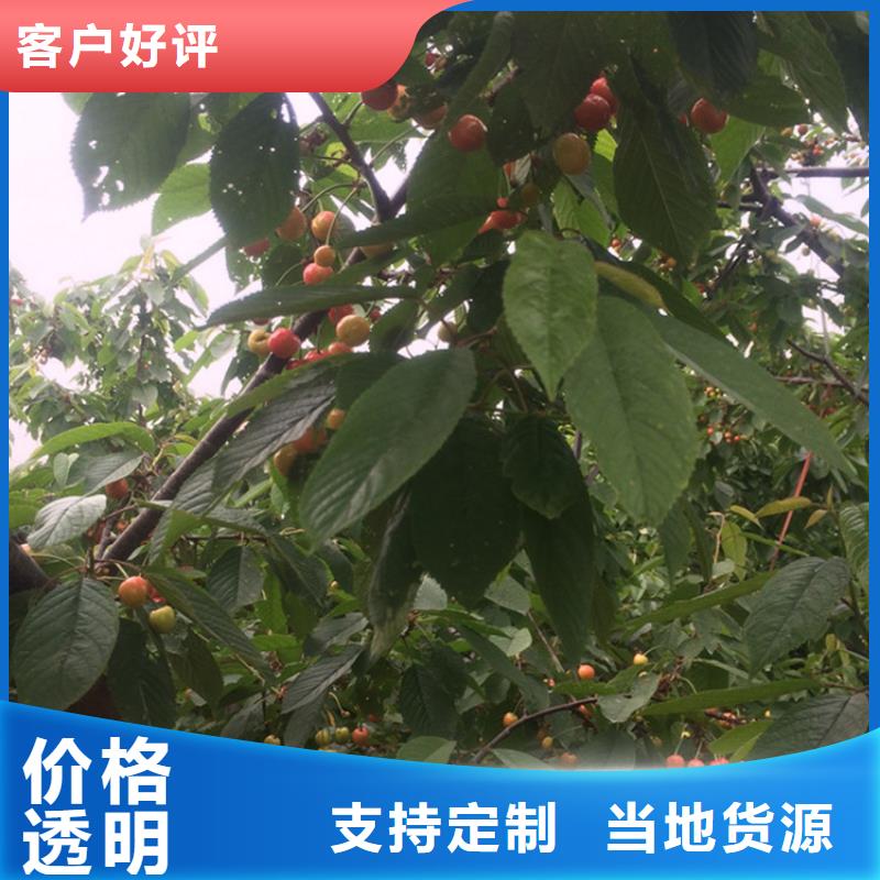 一根棍樱桃树苗基地直销