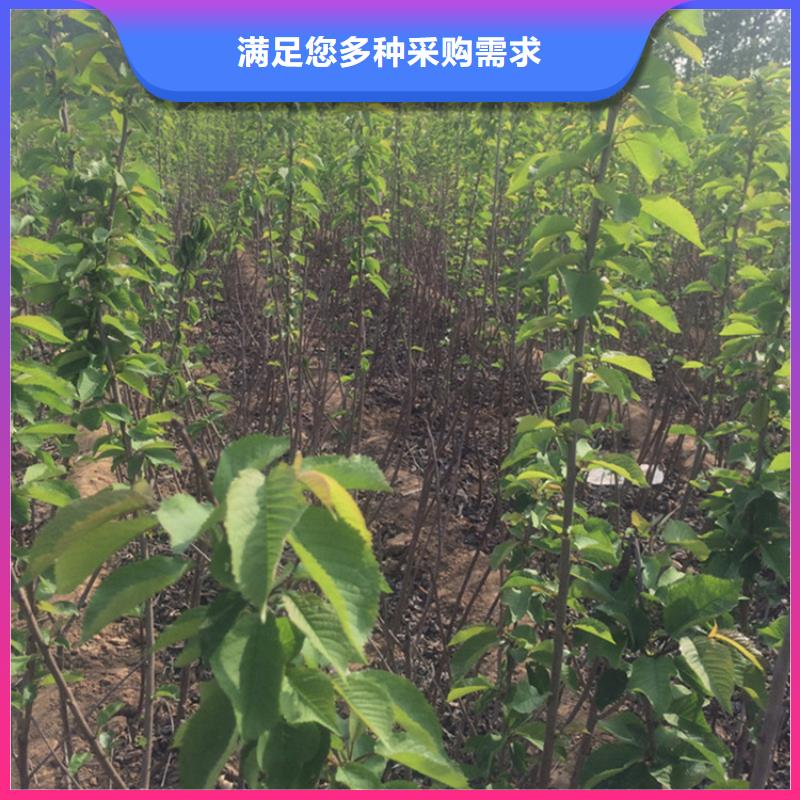 矮化车厘子苗育苗基地