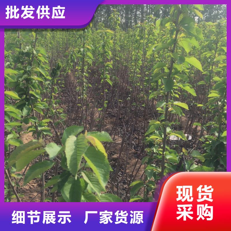 大樱桃树苗育苗基地