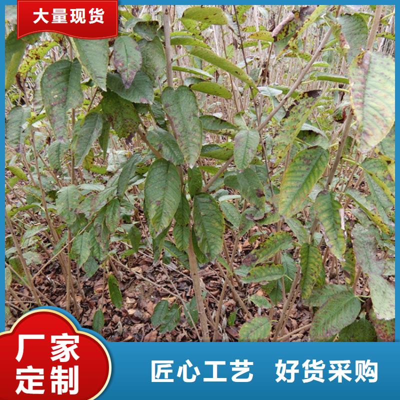 大樱桃树苗种植管理技术