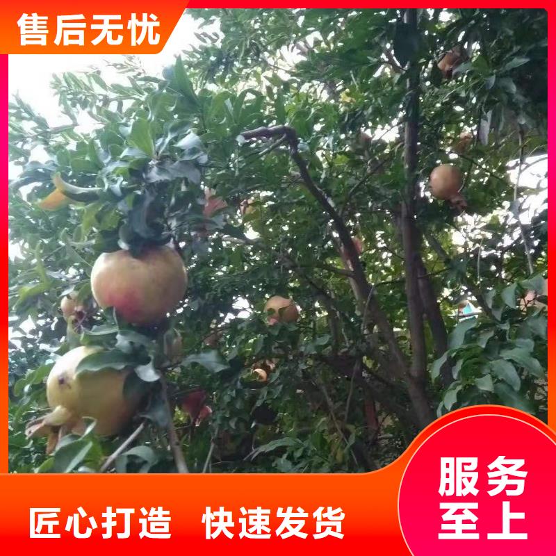 甜籽石榴树产量多少