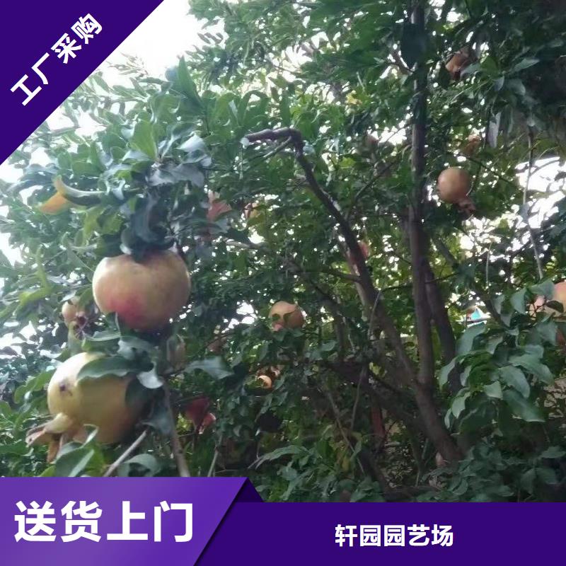 甜籽石榴苗成活率高