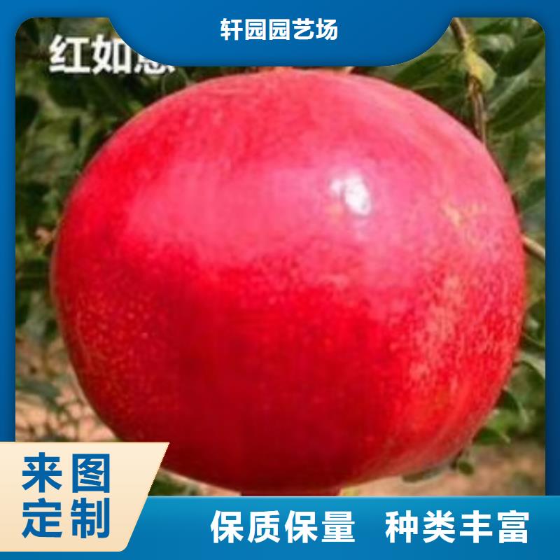 石榴葡萄苗精心打造