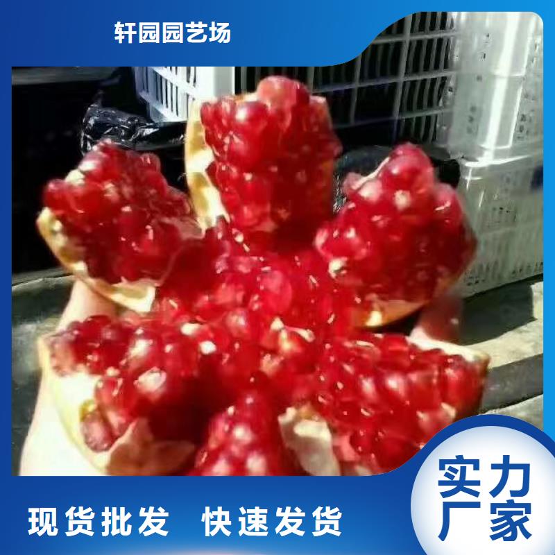 石榴梨树苗品牌企业