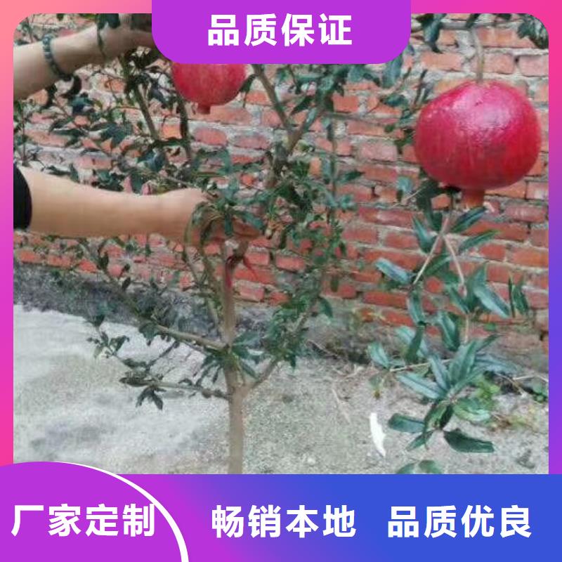 石榴葡萄苗精心打造