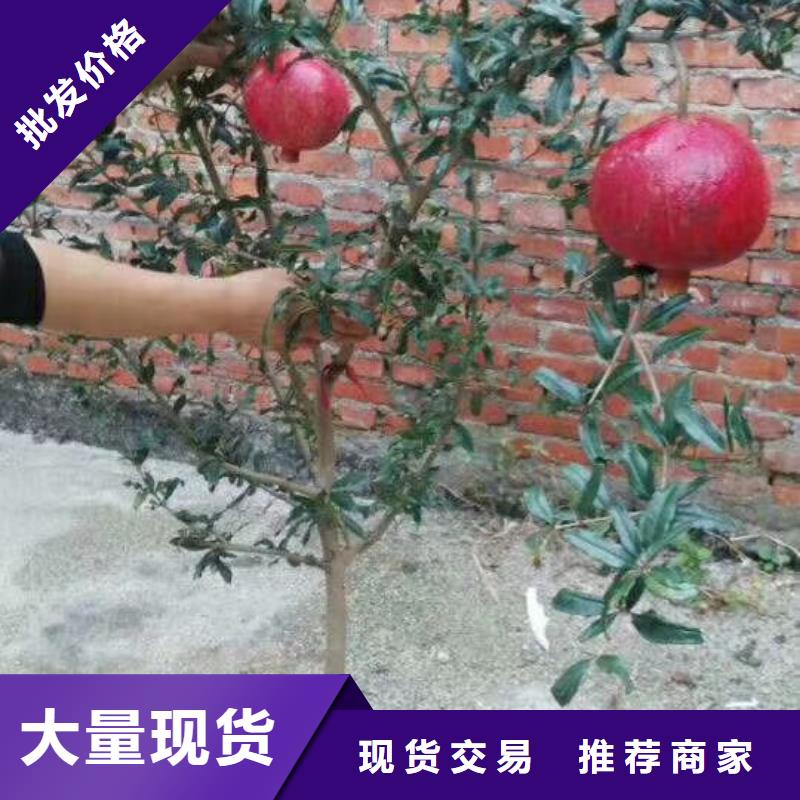 黑籽石榴苗批发价格