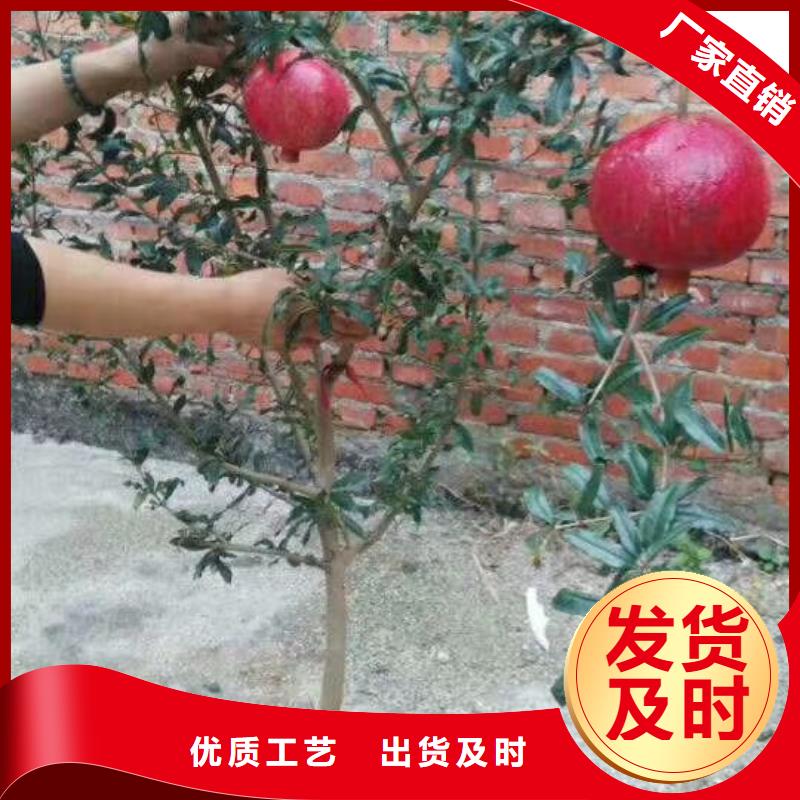 石榴嘎啦苹果实拍品质保障