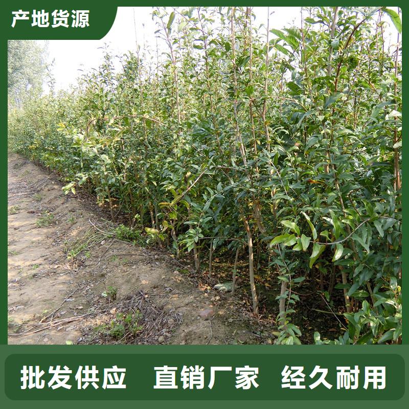 黑籽石榴苗量大从优