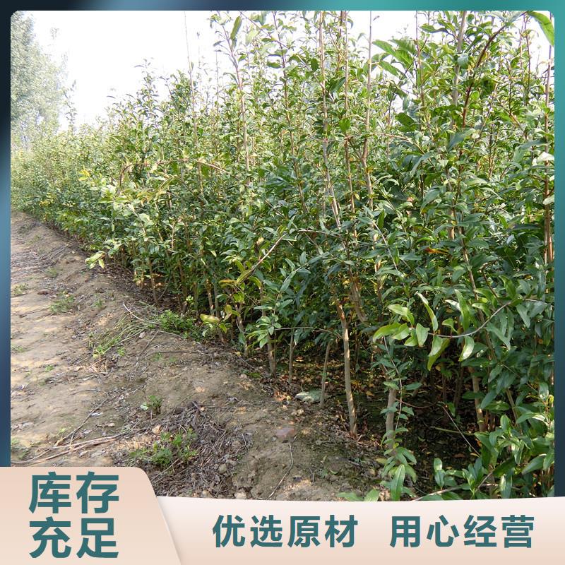 黑籽石榴苗质优价廉