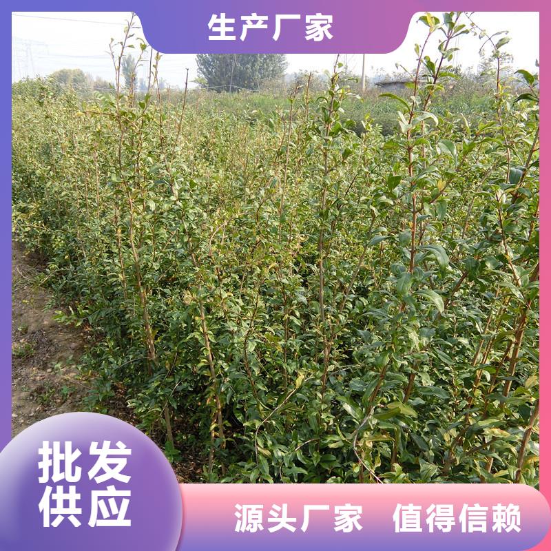 石榴红石榴苗基地追求细节品质