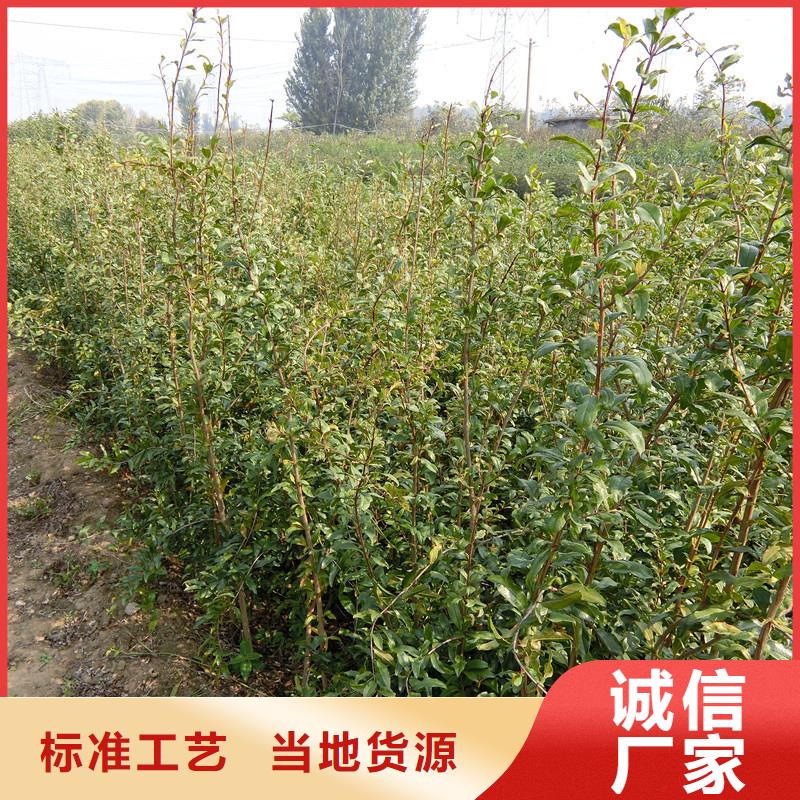 石榴梨树苗品牌企业
