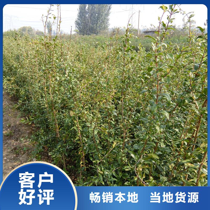 石榴树根系发达