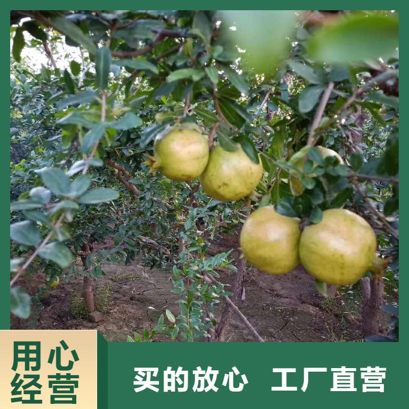 石榴樱桃苗工期短发货快