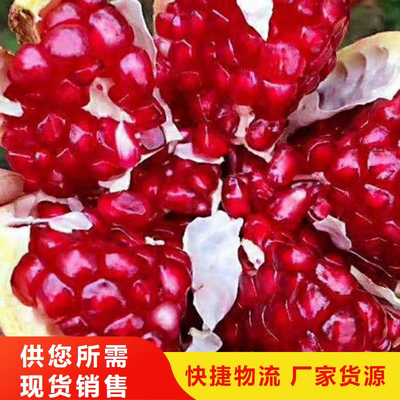 石榴【猕猴桃苗】源厂定制