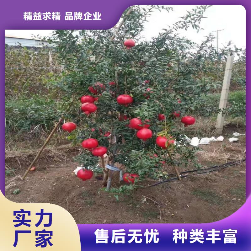 石榴桃树苗品质有保障