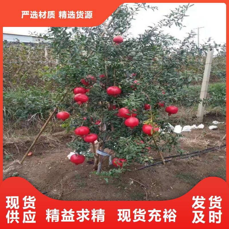 石榴梨树苗品牌企业