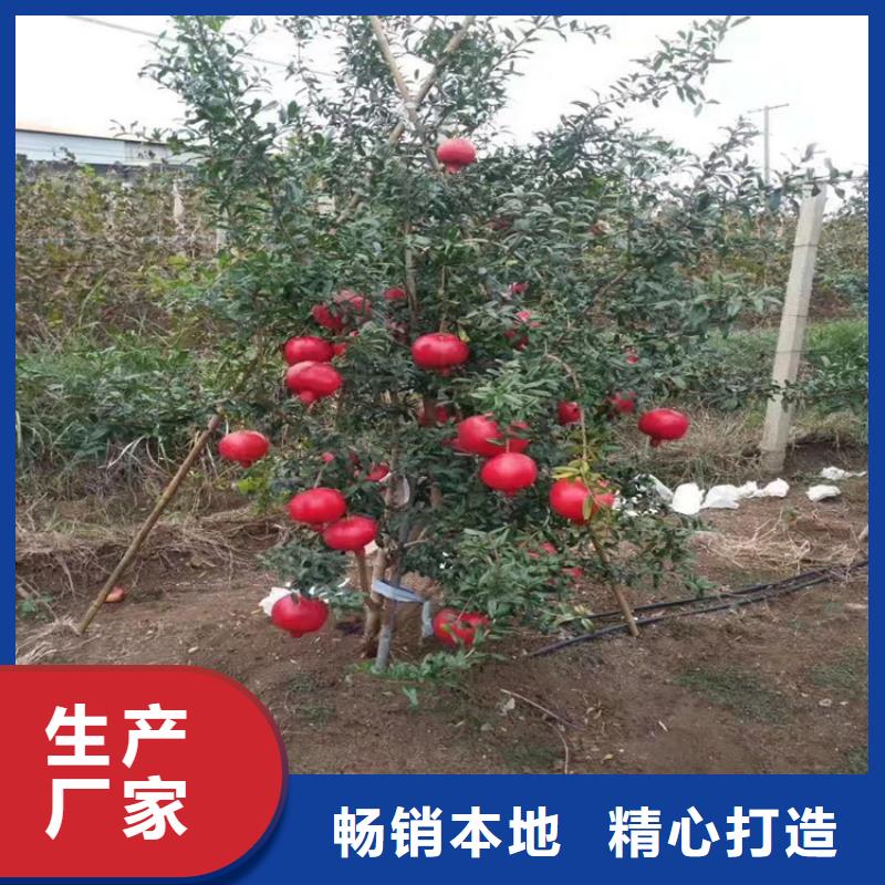 石榴树基地直销