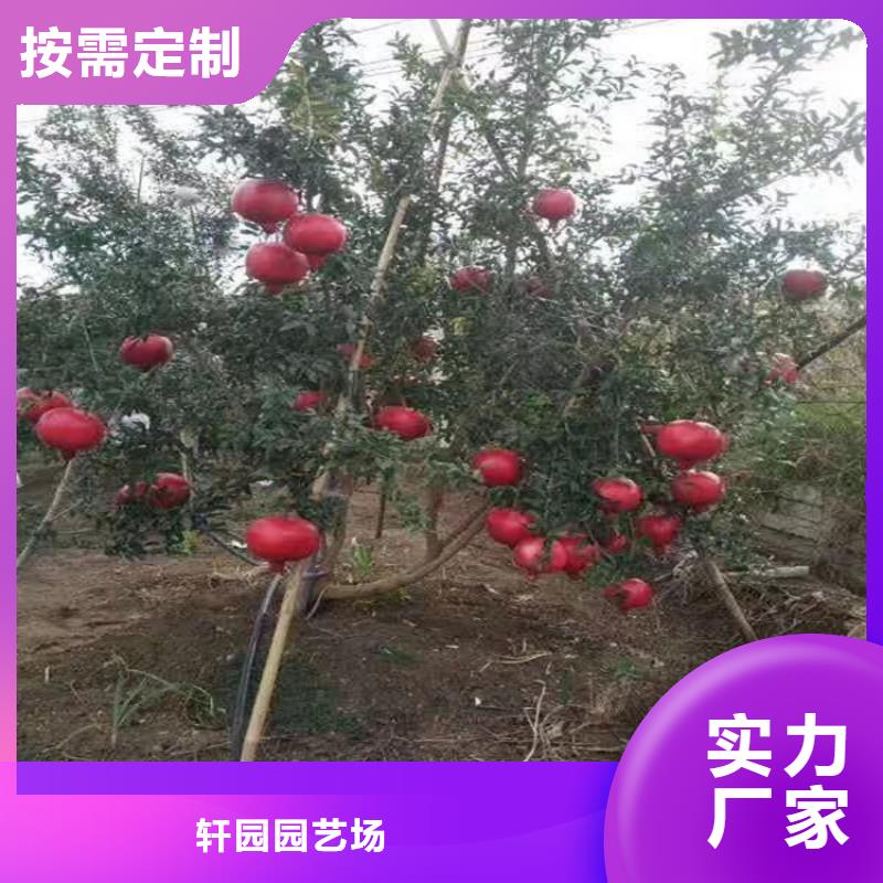 黑籽石榴苗质优价廉