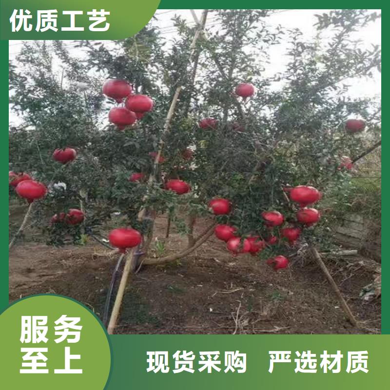 石榴树基地直销