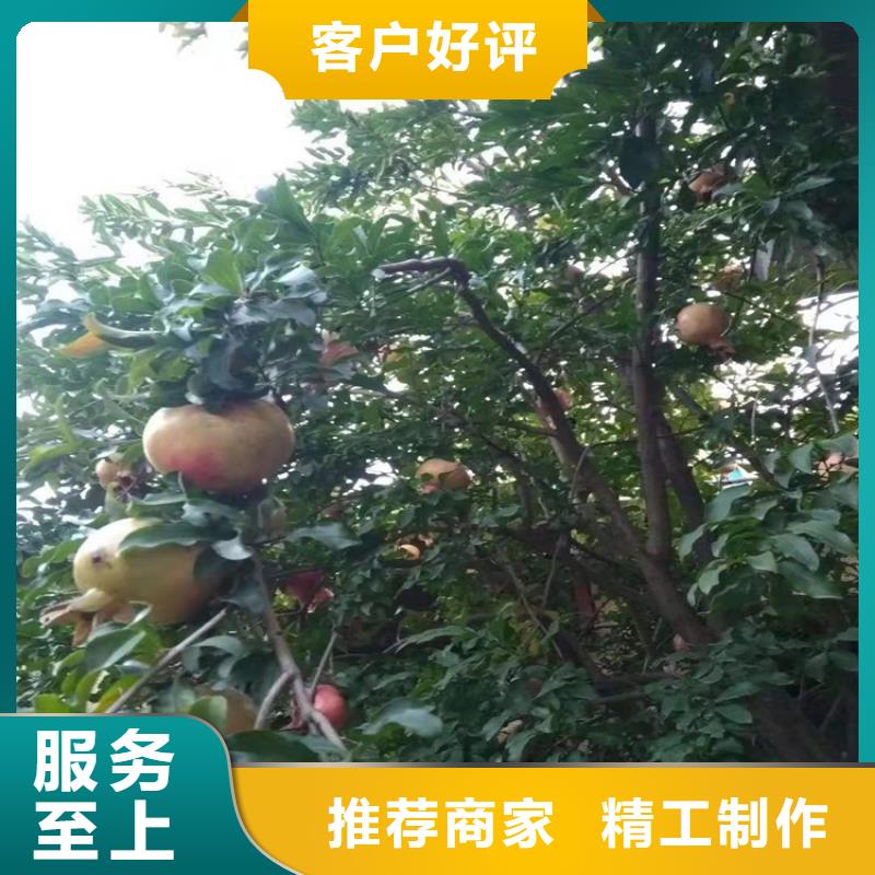 黑籽石榴苗批发价格
