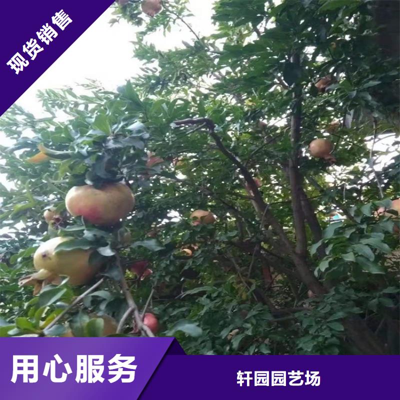 甜籽石榴树苗产量多少