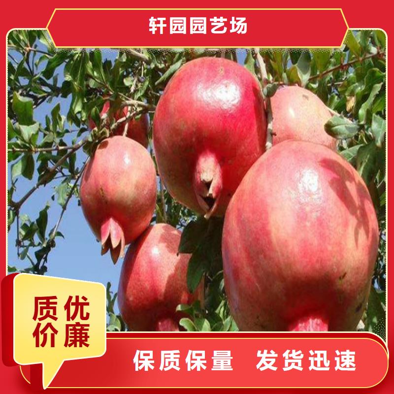 石榴3公分石榴苗当地货源