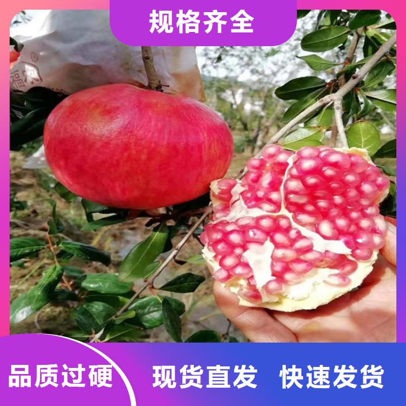 甜籽石榴树苗产量多少