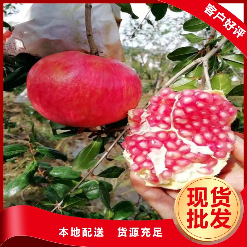 大个石榴树苗批发