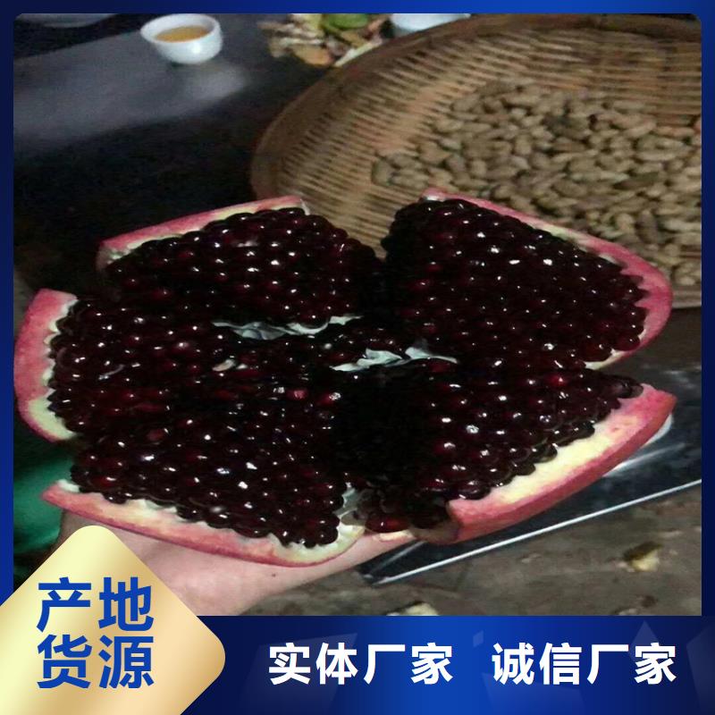 黑籽石榴树苗产量多少