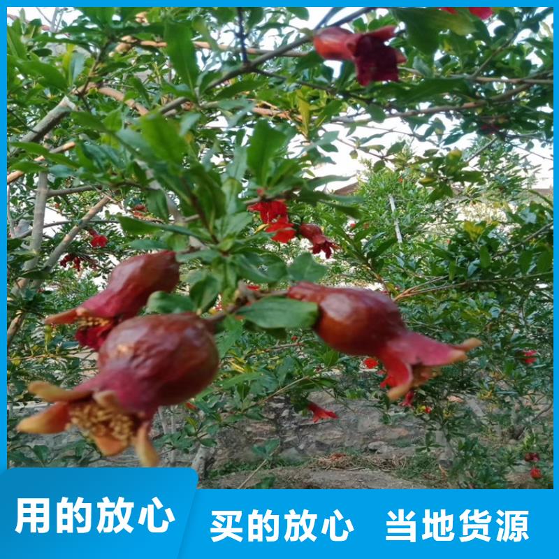 石榴樱桃苗工期短发货快