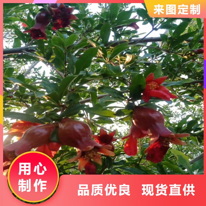 黑籽石榴树苗产量多少