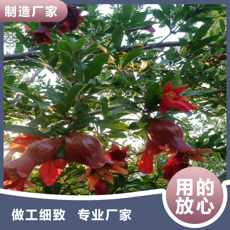 甜籽石榴苗成活率高