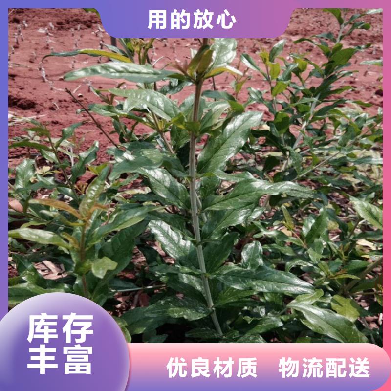 【石榴蓝莓苗量大更优惠】
