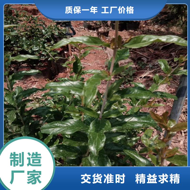 石榴桃树苗品质有保障