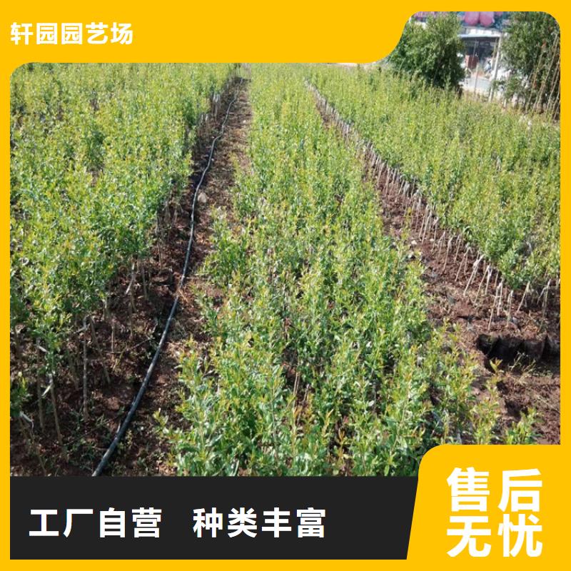 甜籽石榴树基地直销