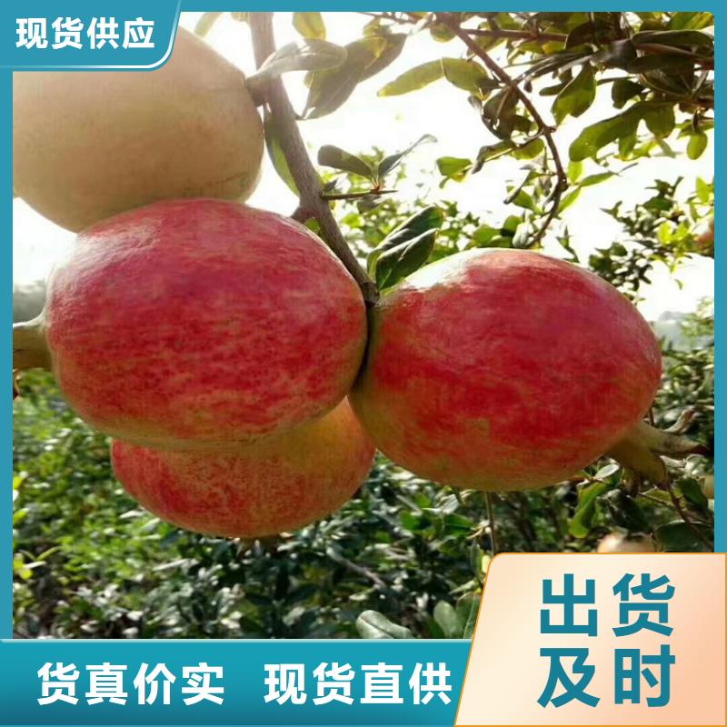 石榴红石榴苗基地追求细节品质