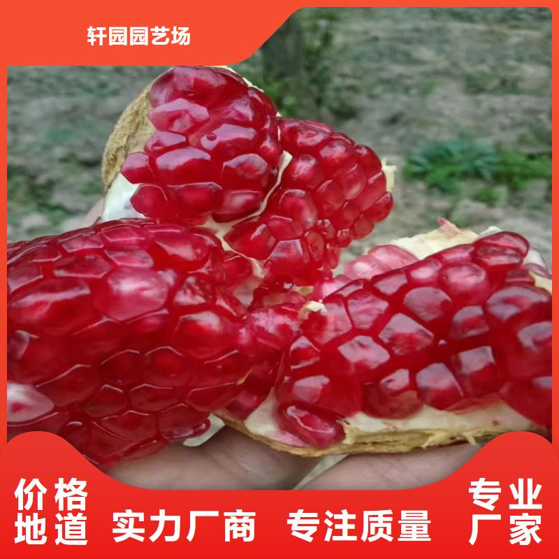甜籽石榴苗成活率高