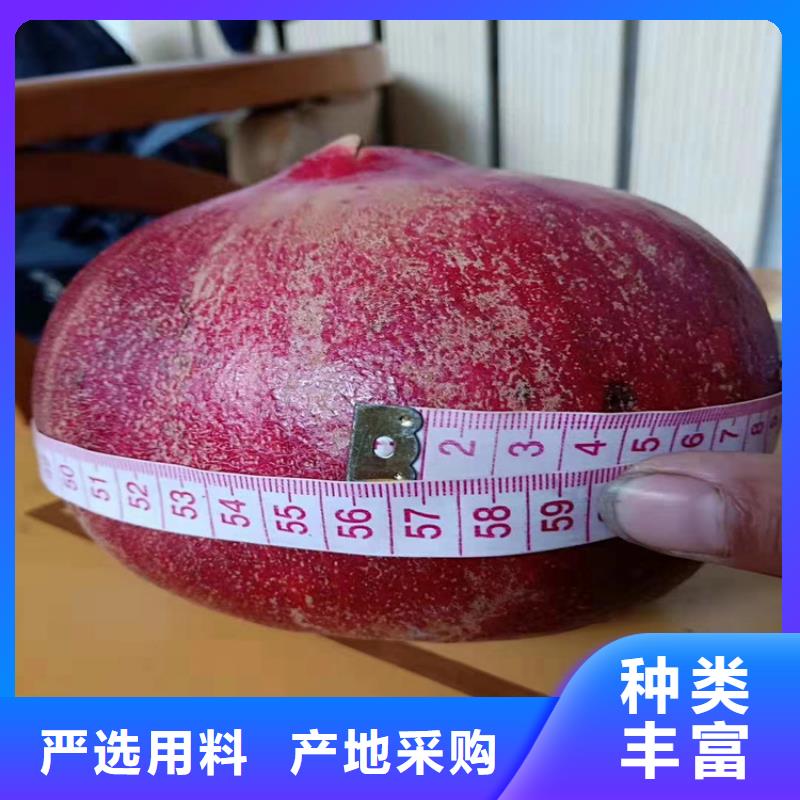软籽石榴苗经济效益