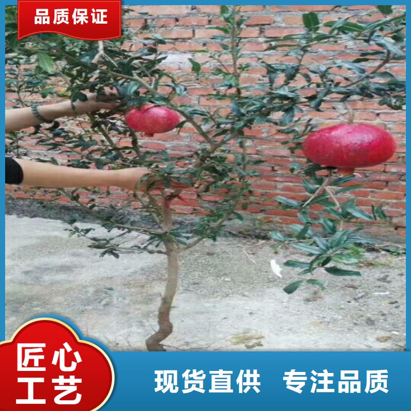【石榴蓝莓苗量大更优惠】