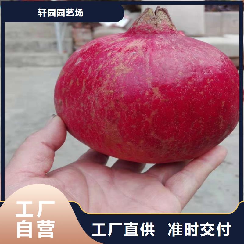 石榴梨树苗品牌企业