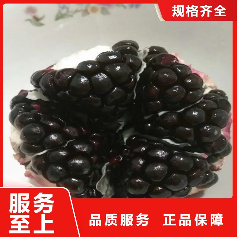 甜籽石榴苗量多优惠