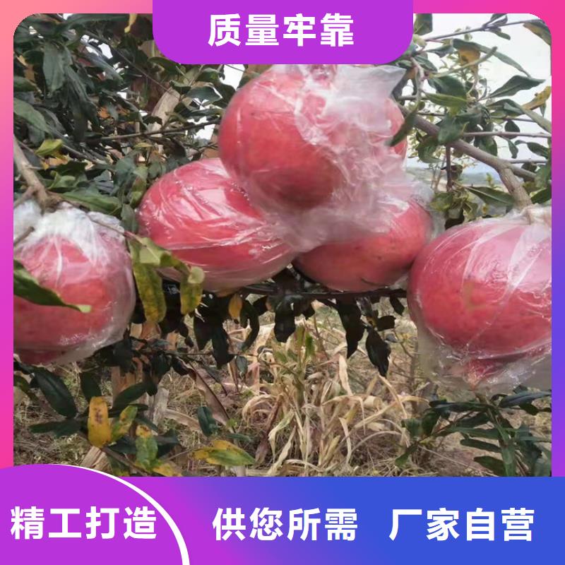 石榴嘎啦苹果实拍品质保障