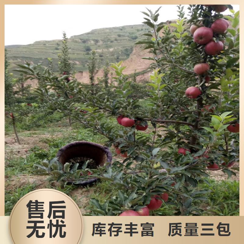 软籽石榴树苗经济效益